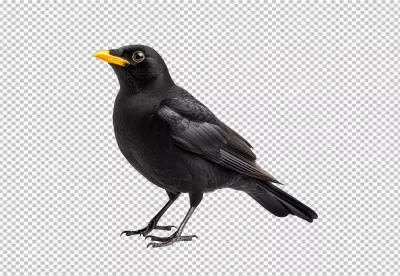 Elegant Blackbird Standing PNG Cutout with Bright Yellow Beak for Design Projects image