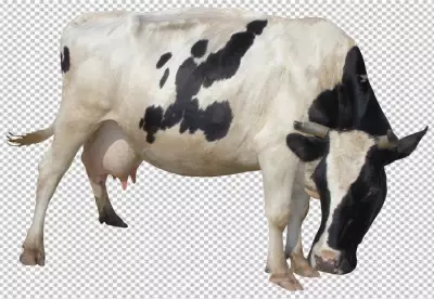 Mother cow transparent background png