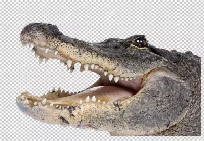 American Crocodile Tooth Mouth Transparent PNG