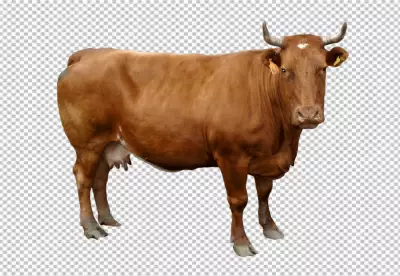 Closeup shot of a cow in a png meadow looking ahead