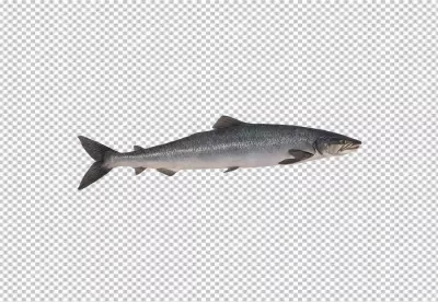 Fresh Atlantic Salmon Fish Isolated on White Background for Culinary Design image