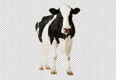 milk cow on transparent background