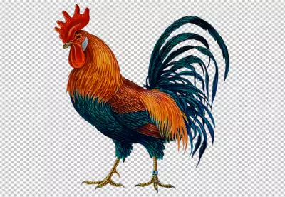 bantam rooster with red head yellow beak blue feather and visible