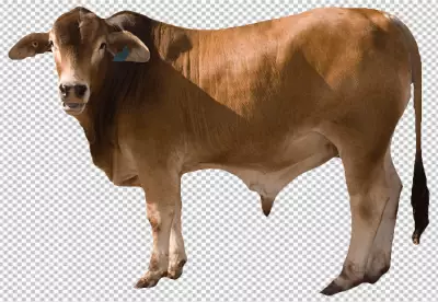 cow is standing on a transparent background with