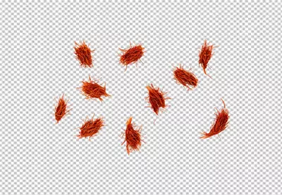 Vibrant Red Saffron Threads Scattered Aromatic Cooking Ingredient Isolated image