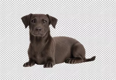 Adorable Chocolate Brown Puppy Dog Lying Down Relaxing image