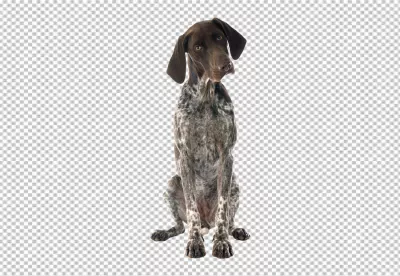 Elegant Liver Roan German Shorthaired Pointer Dog Sitting Attentively with Curious Gaze image