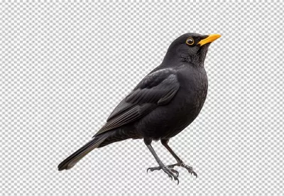 Elegant Blackbird Looking Up, Detailed PNG Cutout for Nature Designs image