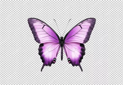 Beautiful Pink and Purple Butterfly with Delicate Wings Spread image