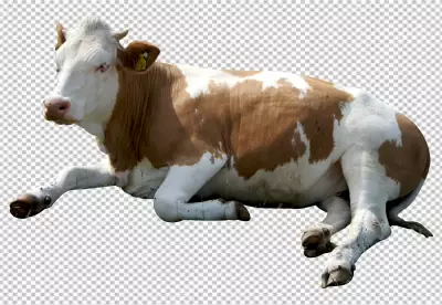 Holstein Friesian on transparent background PNG