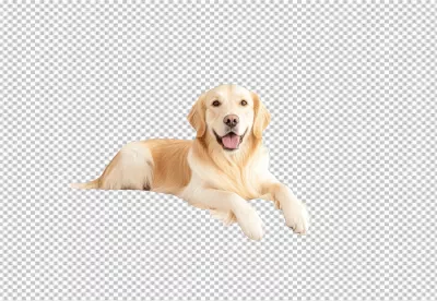 Happy Golden Retriever Dog Lying Down Playful Pet PNG Image image