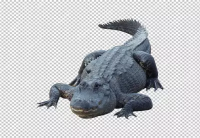 High-quality Crocodile Portrait isolated on white background