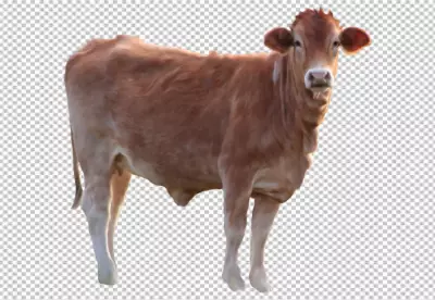 Full Body Profile of Holstein Cow on Transparent 