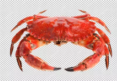 A crab with orange and brown coloring 