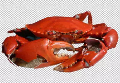 A crab with and brown coloring on transparent background