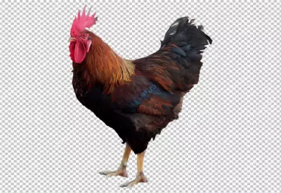 Close up on beautiful chicken