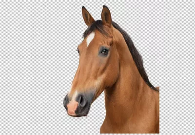 Elegant Brown Horse Headshot with White Blaze and Dark Mane on White Background image