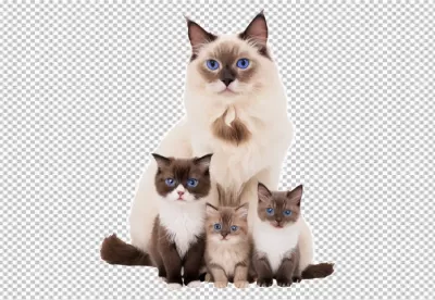 Charming Ragdoll Cat Mother with Her Three Blue-Eyed Kittens image