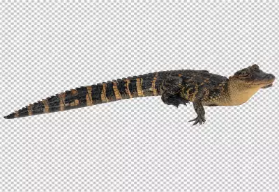 Saltwater crocodile isolated on white background 
