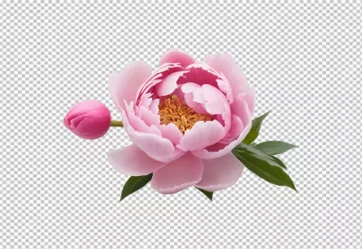 Beautiful blooming pink peony flower with a fresh bud and green leaves isolated image