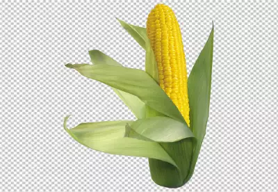 Fresh raw corn png isolated on transparent background