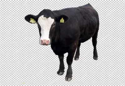 A cow with png background