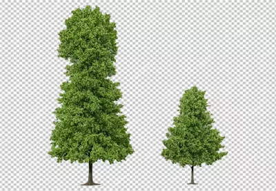 Two Green Deciduous Trees with Lush Foliage Isolated on White Background for Landscape Design image