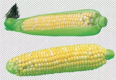 2 cob corn isolated on transparent background PNG