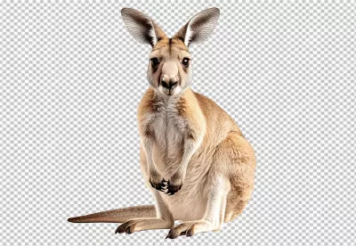 Majestic Red Kangaroo Sitting Attentively High-Quality PNG Cutout image