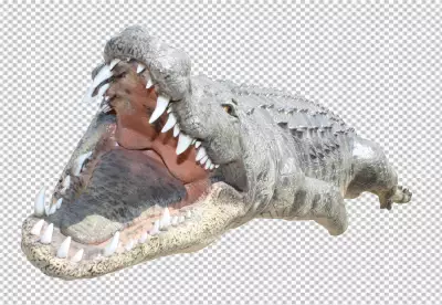 Fierce Crocodile Open Mouth on white background