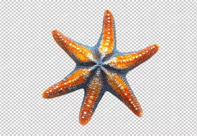 Colorful Six-Armed Starfish PNG Cutout for Ocean and Marine Design image