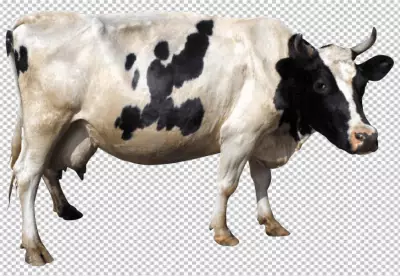 A cow is shown with a png background