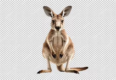 Majestic Red Kangaroo Standing Alertly Wildlife Animal for Design Projects image