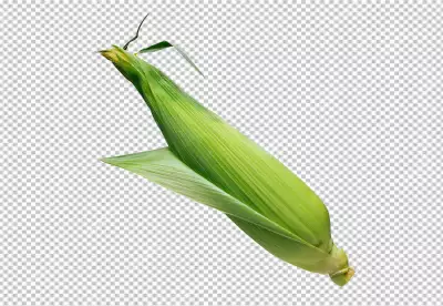 Top view of whole and cut corn cobs PNG