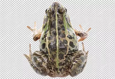 A frog viewed from above
