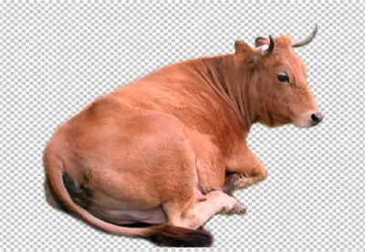 Cow isolated on png background PNG