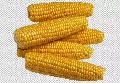 corn isolated on transparent background PNG