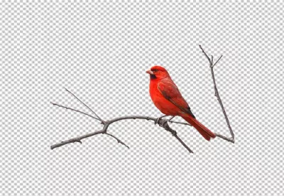 Vibrant Red Northern Cardinal Bird Perched on Bare Branch Isolated on White image