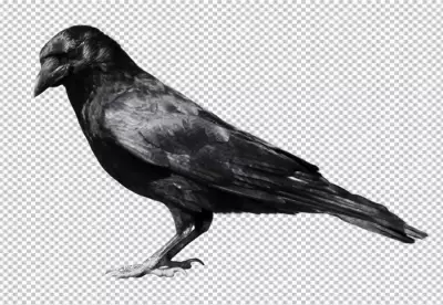 Transparent Crow Silhouette PNG Image