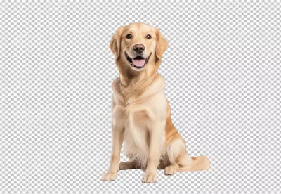 Friendly Golden Retriever Dog Sitting Smiling PNG Cutout for Pet Designs image