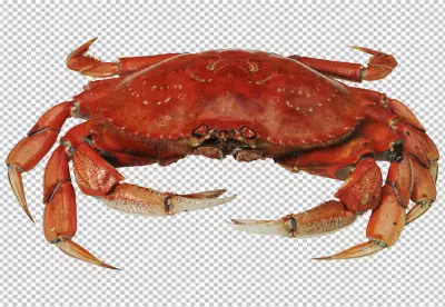 Crab on transparent background PNG