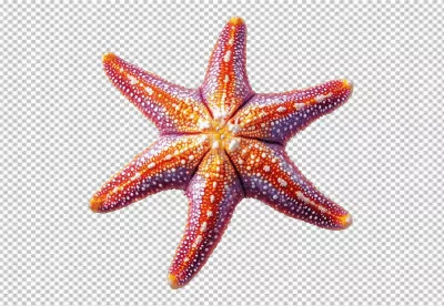 Vibrant Six-Armed Starfish PNG for Marine Life and Aquatic Design Projects image