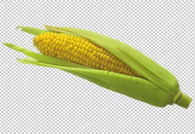 Corn isolated on transparent background PNG