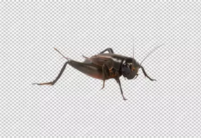 Nocturnal Cricket insect with png background