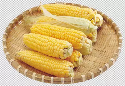 A solitary baby corn isolated on transparent backg PNG 