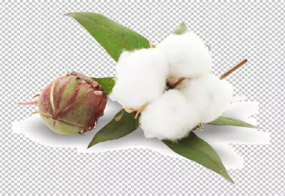 Cotton flower branch on a blue background PNG