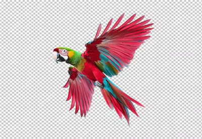 Vibrant Colorful Macaw Parrot Flying with Dynamic Wings image