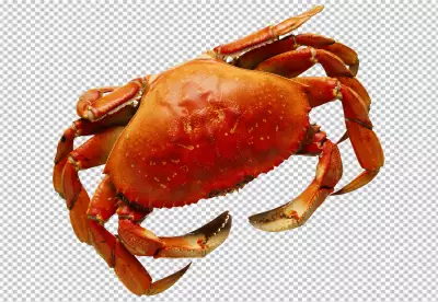 Crab on transparent background