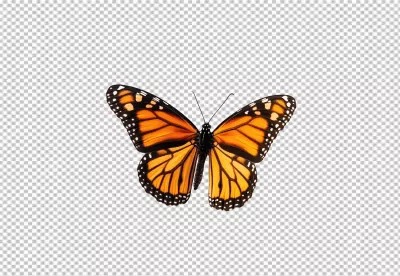 Vibrant Monarch Butterfly Flying with Open Wings for Creative Projects image