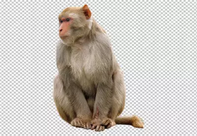 Monkey is sitting on the ground, facing to the left of the viewer